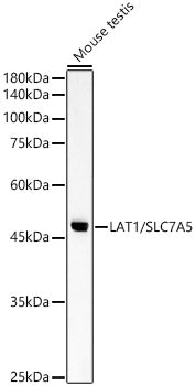 LAT1/SLC7A5 Rabbit pAb