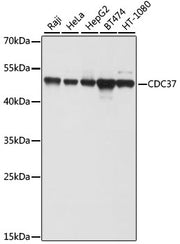 CDC37 Rabbit pAb
