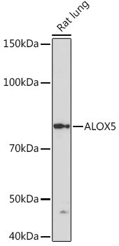 ALOX5 Rabbit mAb
