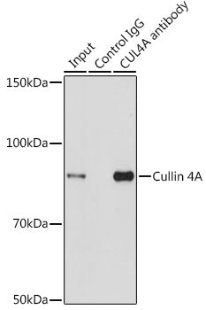 Cullin 4A Rabbit pAb