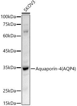 Aquaporin-4 (AQP4) Rabbit pAb