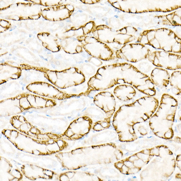 Aquaporin-4 (AQP4) Rabbit pAb