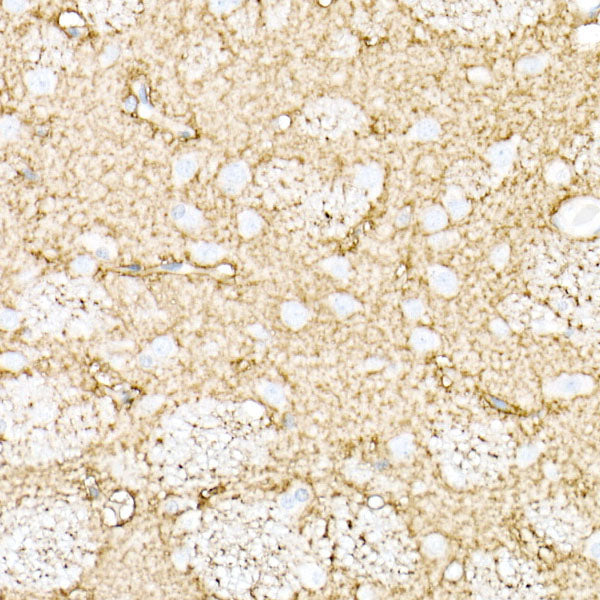 Aquaporin-4 (AQP4) Rabbit pAb