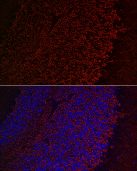 Aquaporin-4 (AQP4) Rabbit pAb