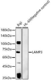 LAMP3 Rabbit pAb