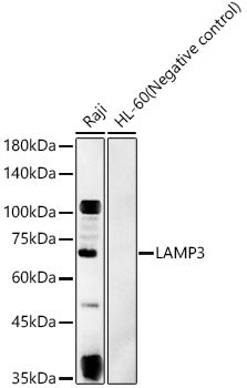 LAMP3 Rabbit pAb