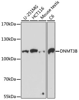 DNMT3B Rabbit pAb