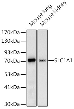 SLC1A1 Rabbit pAb