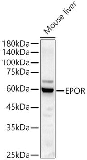 EPOR Rabbit pAb