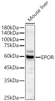 EPOR Rabbit pAb