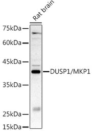 DUSP1/MKP1 Rabbit pAb