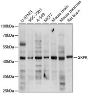 GRPR Rabbit pAb
