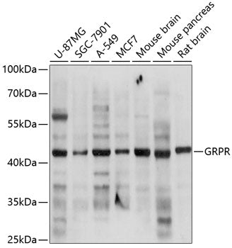 GRPR Rabbit pAb