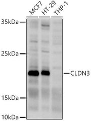 CLDN3 Rabbit pAb