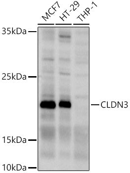 CLDN3 Rabbit pAb