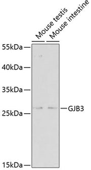 GJB3 Rabbit pAb
