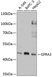 GFRA3 Rabbit pAb