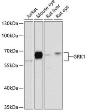 GRK1 Rabbit pAb