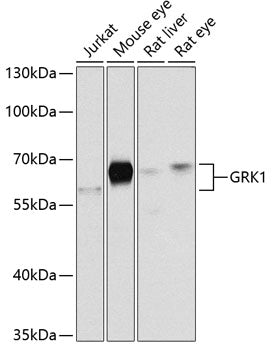 GRK1 Rabbit pAb