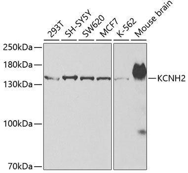 KCNH2 Rabbit pAb