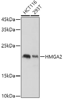 HMGA2 Rabbit pAb