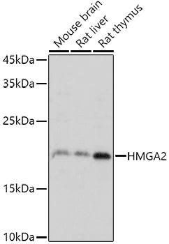HMGA2 Rabbit pAb