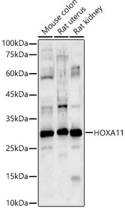 HOXA11 Rabbit pAb