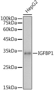 IGFBP1 Rabbit pAb