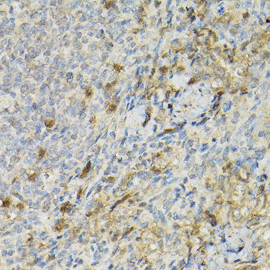 CD25 Rabbit pAb