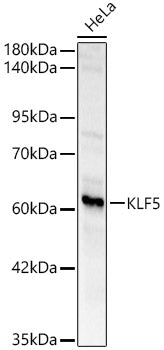 KLF5 Rabbit pAb