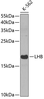 LHB Rabbit pAb