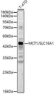MCT1/SLC16A1 Rabbit pAb