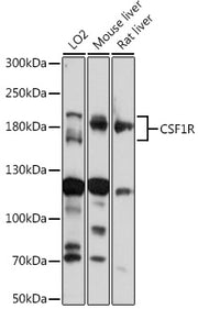 CD115/CSF-1R Rabbit pAb