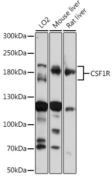 CD115/CSF-1R Rabbit pAb