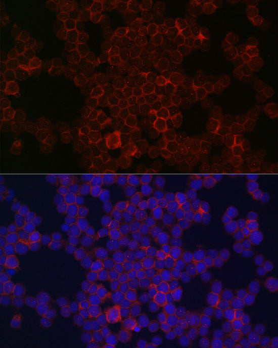 CD115/CSF-1R Rabbit pAb