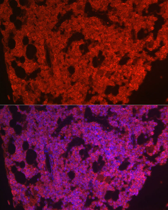 CD115/CSF-1R Rabbit pAb