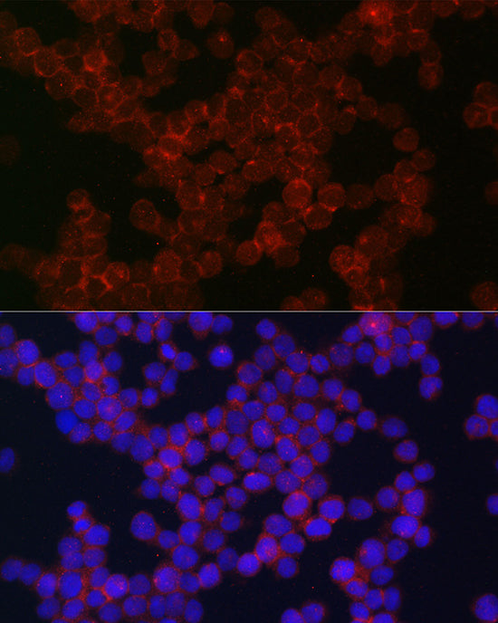CD115/CSF-1R Rabbit pAb
