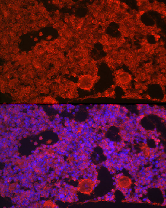 CD115/CSF-1R Rabbit pAb