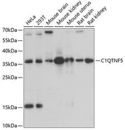 C1QTNF5 Rabbit pAb