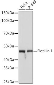 Flotillin 1 Rabbit mAb