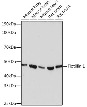 Flotillin 1 Rabbit mAb