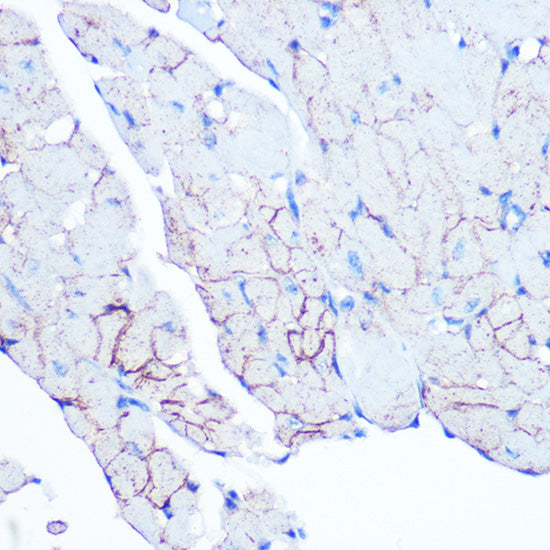 Flotillin 1 Rabbit mAb