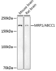 MRP1/ABCC1 Rabbit pAb