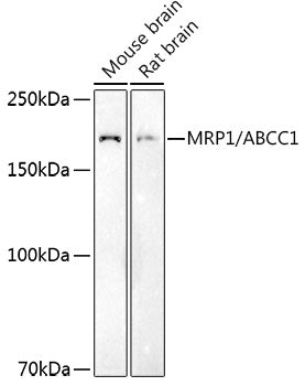 MRP1/ABCC1 Rabbit pAb