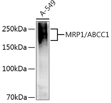MRP1/ABCC1 Rabbit pAb