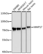 MMP17 Rabbit pAb