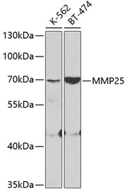 MMP25 Rabbit pAb