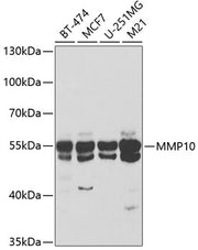 MMP10 Rabbit pAb