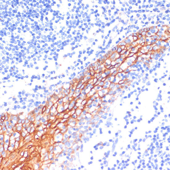 E-Cadherin Rabbit pAb