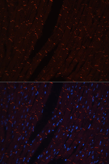 N-Cadherin Rabbit pAb